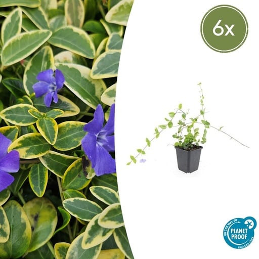 "Immergrün 'Blue and Gold' 6er-Set (Vinca minor) – winterharter Bodendecker, Topf-Ø 9 cm, Höhe ca. 25 cm image"