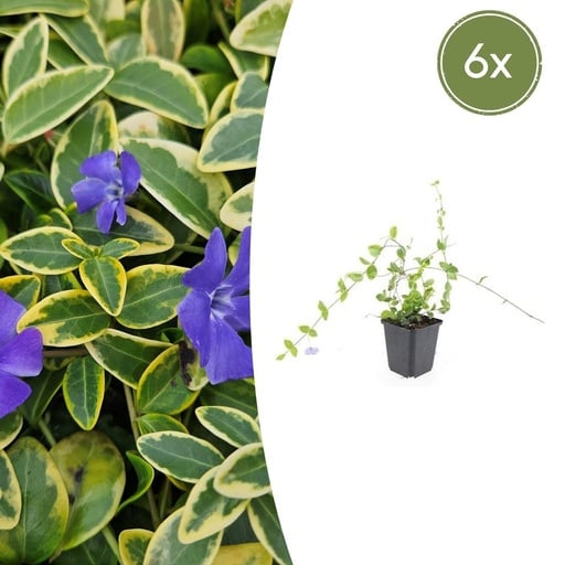 "Immergrün 'Blue and Gold' 6er-Set (Vinca minor) – winterharter Bodendecker, Topf-Ø 9 cm, Höhe ca. 25 cm image"