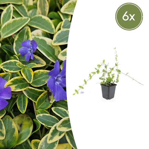"Immergrün 'Blue and Gold' 6er-Set (Vinca minor) – winterharter Bodendecker, Topf-Ø 9 cm, Höhe ca. 25 cm image"