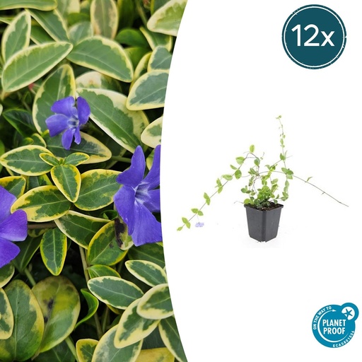 "12x Vinca minor 'Blue and Gold' - ↕10-25cm - Ø9cm image"