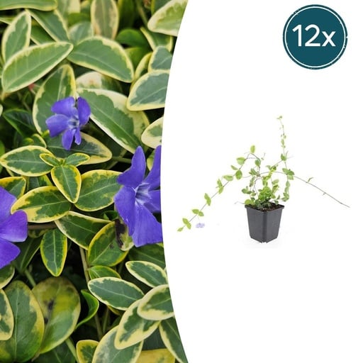 "Immergrün 'Blue and Gold' 12er-Set (Vinca minor) – winterharter Bodendecker, Topf-Ø 9 cm, Höhe ca. 25 cm image"