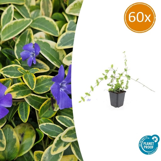 "60x Vinca minor 'Blue and Gold' - ↕10-25cm - Ø9cm image"
