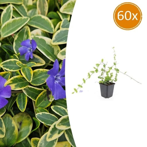 "Immergrün 'Blue and Gold' 60er-Set (Vinca minor) – winterharter Bodendecker, Topf-Ø 9 cm, Höhe ca. 25 cm image"