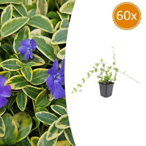 "Immergrün 'Blue and Gold' 60er-Set (Vinca minor) – winterharter Bodendecker, Topf-Ø 9 cm, Höhe ca. 25 cm image"