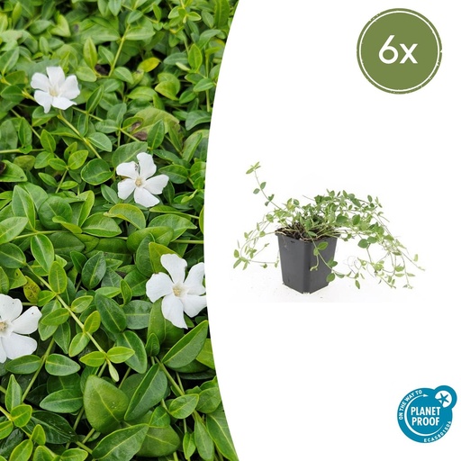 "6x Vinca minor 'Gertrude Jekyll' - ↕10-25cm - Ø9cm image"