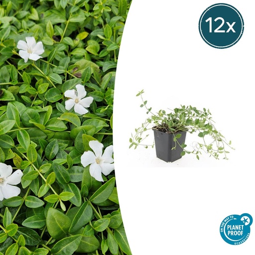 "12x Vinca minor 'Gertrude Jekyll' - ↕10-25cm - Ø9cm image"