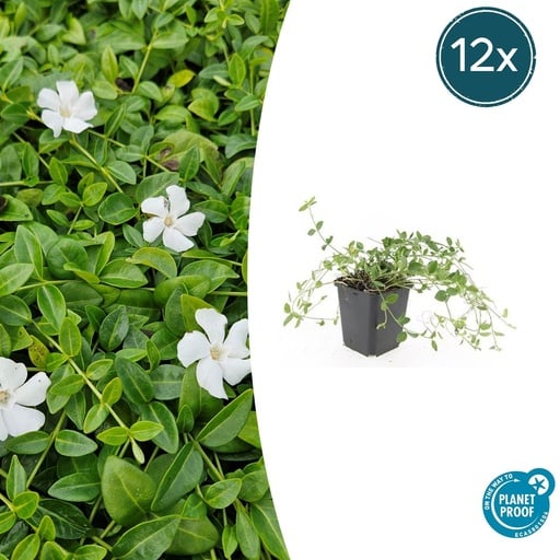 "Immergrün 'Gertrude Jekyll' 12er-Set (Vinca minor) – winterharter Bodendecker, Topf-Ø 9 cm, Höhe ca. 25 cm image"