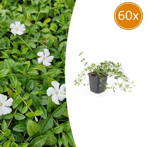 "Immergrün 'Gertrude Jekyll' 60er-Set (Vinca minor) – winterharter Bodendecker, Topf-Ø 9 cm, Höhe ca. 25 cm image"