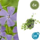 6x Vinca minor 'La Grave' - ↕10-25cm - Ø9cm