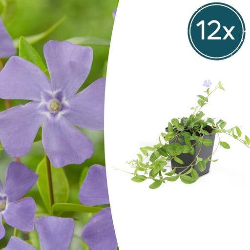 "Immergrün 'La Grave' 12er-Set (Vinca minor) – winterharter Bodendecker, Topf-Ø 9 cm, Höhe ca. 25 cm image"