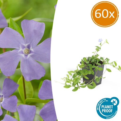 "60x Vinca minor 'La Grave' - ↕10-25cm - Ø9cm image"