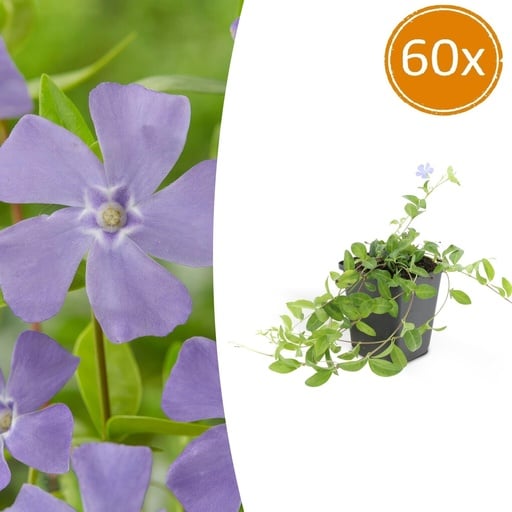 "Immergrün 'La Grave' 60er-Set (Vinca minor) – winterharter Bodendecker, Topf-Ø 9 cm, Höhe ca. 25 cm image"