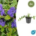 6x Vinca minor 'Ralph Shugert' - ↕10-25cm - Ø9cm