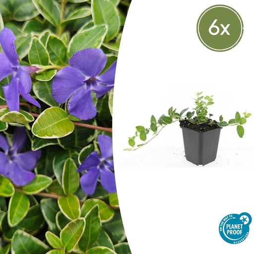 "6x Vinca minor 'Ralph Shugert' - ↕10-25cm - Ø9cm image"