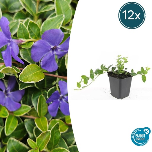 "12x Vinca minor 'Ralph Shugert' - ↕10-25cm - Ø9cm image"