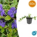 60x Vinca minor 'Ralph Shugert' - ↕10-25cm - Ø9cm