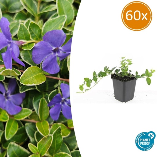 "60x Vinca minor 'Ralph Shugert' - ↕10-25cm - Ø9cm image"