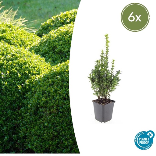 "6x Buxus Sempervirens - ↕10-25cm - Ø9cm image"