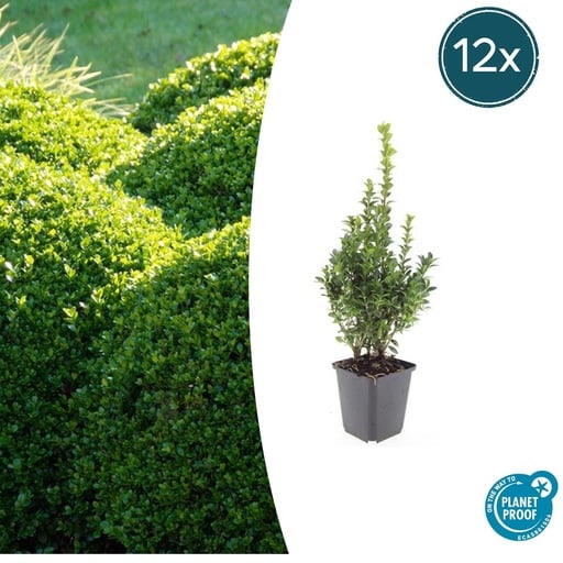 "12x Buxus Sempervirens - ↕10-25cm - Ø9cm image"