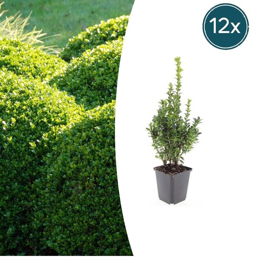 "Gewöhnlicher Buchsbaum 12er-Set (Buxus sempervirens) – winterharter immergrüner Strauch, Topf-Ø 9 cm, Höhe ca. 25 cm image"