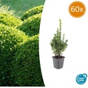 60x Buxus Sempervirens - ↕10-25cm - Ø9cm