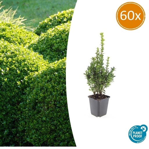 "60x Buxus Sempervirens - ↕10-25cm - Ø9cm image"