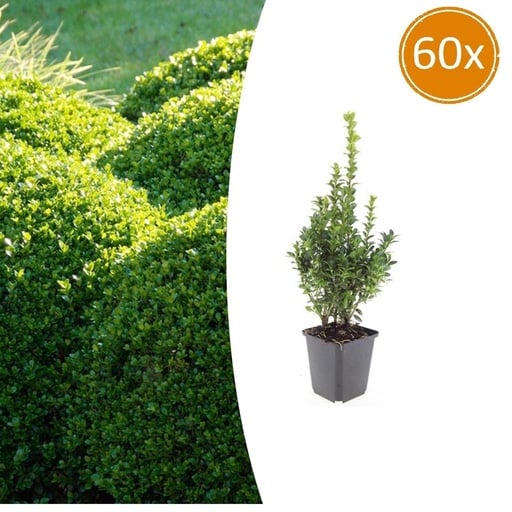 "Gewöhnlicher Buchsbaum 60er-Set (Buxus sempervirens) – winterharter immergrüner Strauch, Topf-Ø 9 cm, Höhe ca. 25 cm image"