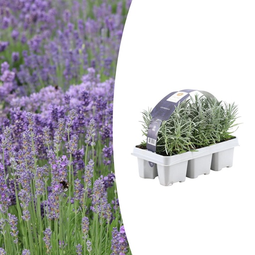 "Echter Lavendel (6 pack) – winterharte Staude, Topf-Ø 7 cm, Höhe ca. 15 cm image"