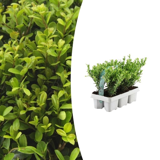 "1x 6 pack Ilex crenata 'Jenny' - 6 x Ø7 cm - ↕15 cm image"