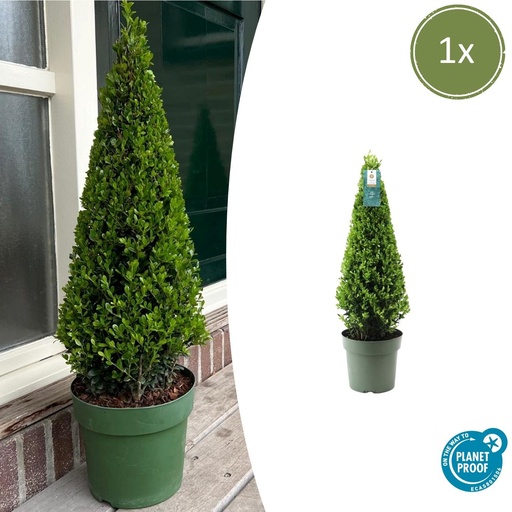"1x Ilex pyramide 55 cm hoog |  Ø  21 cm image"