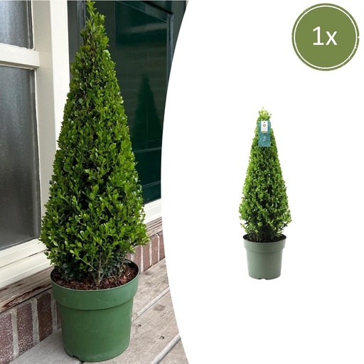 "Stechpalme (Ilex aquifolium) – winterhartes immergrünes Gehölz, Topf-Ø 21 cm, Höhe ca. 55 cm image"
