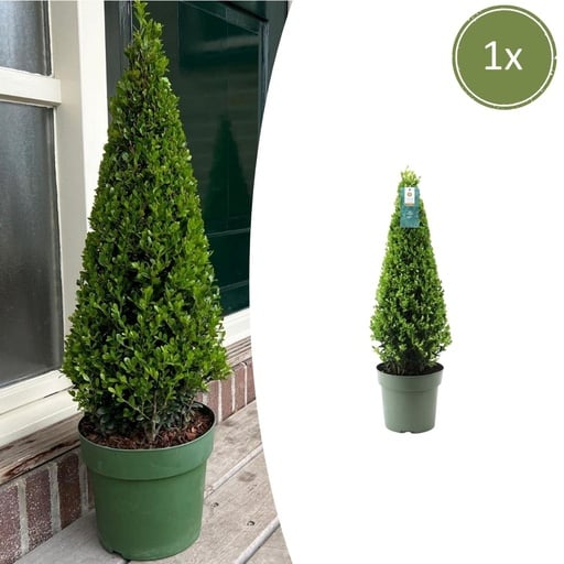 "Stechpalme (Ilex) – winterhartes immergrünes Gehölz, als Pyramide, Topf-Ø 21 cm image"