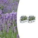 2x 6er Set Lavendel angustifolia - Ø7 cm - ↕15 cm