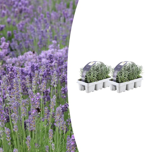 "2x 6er Set Lavendel angustifolia - Ø7 cm - ↕15 cm image"
