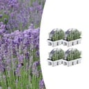4x 6er Set Lavendel angustifolia - Ø7 cm - ↕15 cm