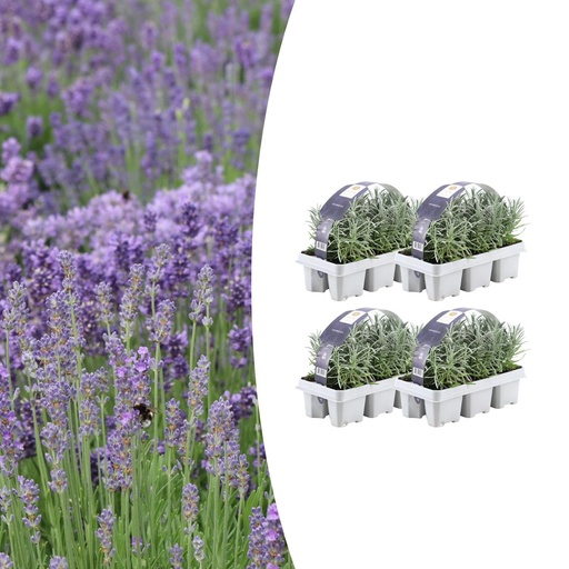 "4x 6er Set Lavendel angustifolia - Ø7 cm - ↕15 cm image"