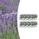 8 x 6 Set Lavendel angustifolia - Ø7 cm - ↕15 cm