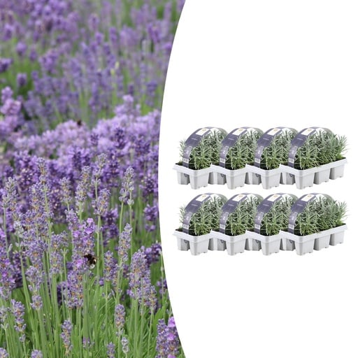 "Echter Lavendel 8er-Set (6 set) – winterharte Duftstaude, Topf-Ø 7 cm, Höhe ca. 15 cm image"