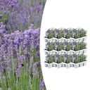 12 x 6er Set Lavendel angustifolia - Ø7 cm - ↕15 cm