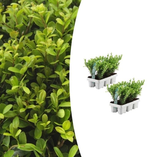 "2 x 6 pack Ilex crenata 'Jenny' - Ø7 cm - ↕15 cm image"