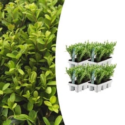 Japanese holly 'Jenny' 4-pack (6-pack ilex) – hardy evergreen hedge plant