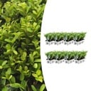 8 x 6 pack Ilex crenata 'Jenny' - Ø7 cm - ↕15 cm