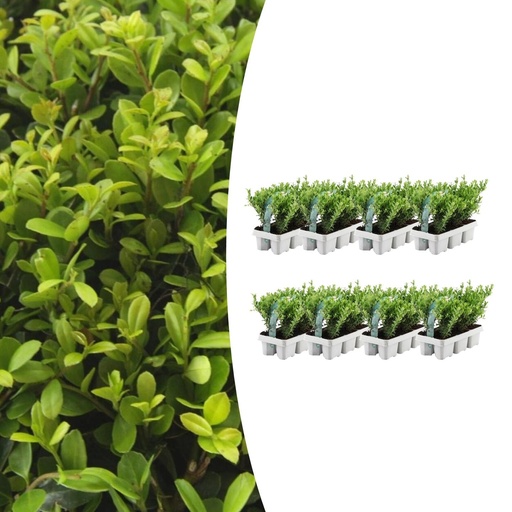 "8 x 6 pack Ilex crenata 'Jenny' - Ø7 cm - ↕15 cm image"
