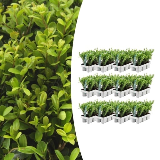 "12 x 6 pack Ilex crenata 'Jenny' - Ø7 cm - ↕15 cm image"