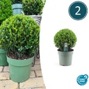 2x Ilex crenata 'Jenny' Kugel XL | Set mit 2 Stück | 19 cm Ø