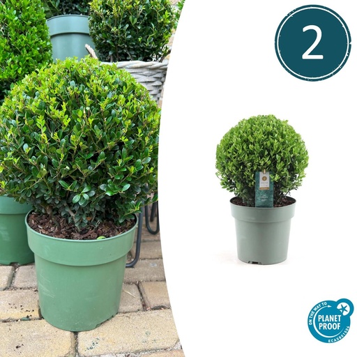 "Japanische Stechpalme 'Jenny' 2er-Set (Ilex crenata) – winterharter immergrüner Strauch, Höhe ca. 19 cm image"
