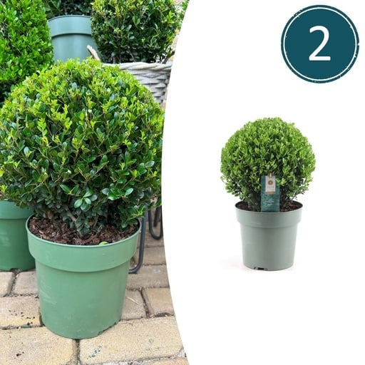 "Japanische Stechpalme 'Jenny' 2er-Set (Ilex crenata) – winterharter immergrüner Strauch, Höhe ca. 19 cm image"