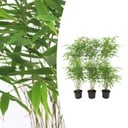 6x Fargesia Rufa Ø13 cm – ↕25 cm Bambus