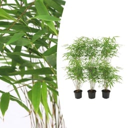 6x Fargesia Rufa Ø13 cm – ↕25 cm Bambus