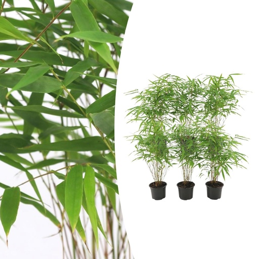 "6x Fargesia Rufa Ø13 cm – ↕25 cm Bambus image"